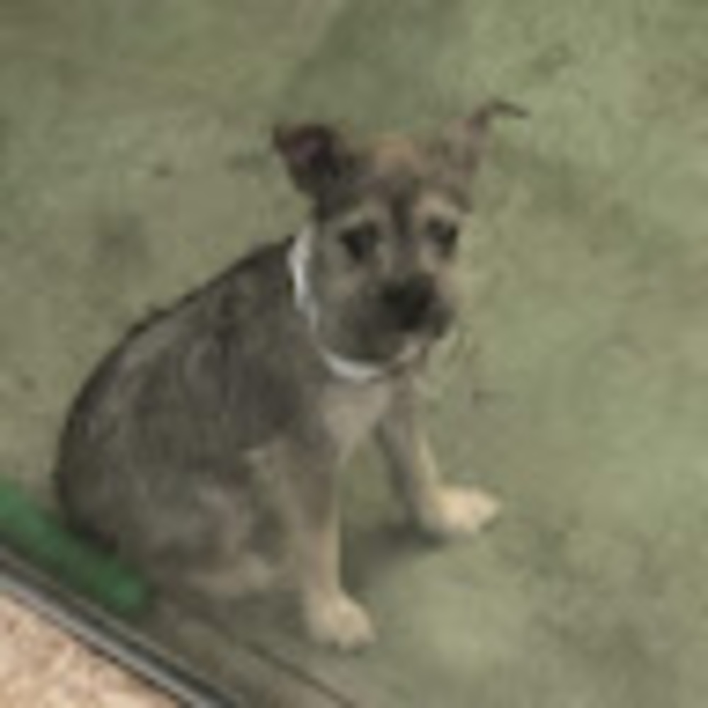 Meet your Posher, Daisy